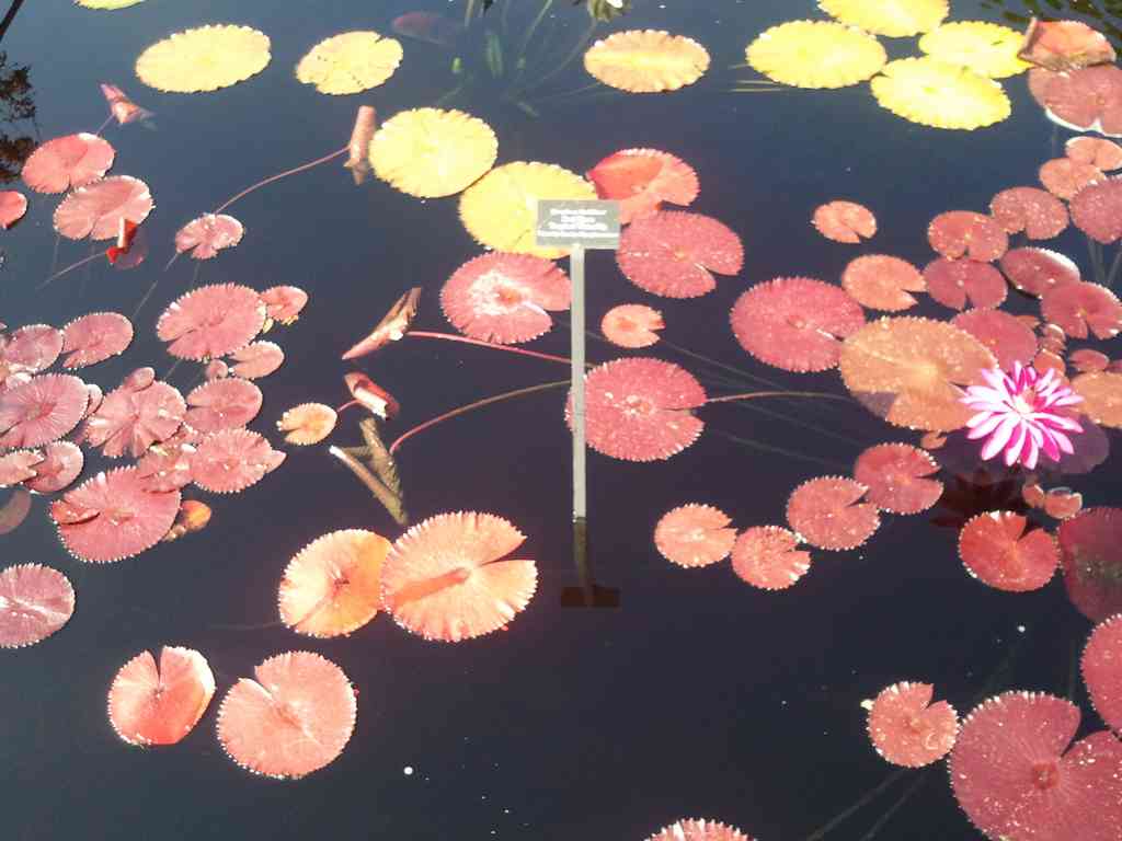 Colorful lilies in a pond.