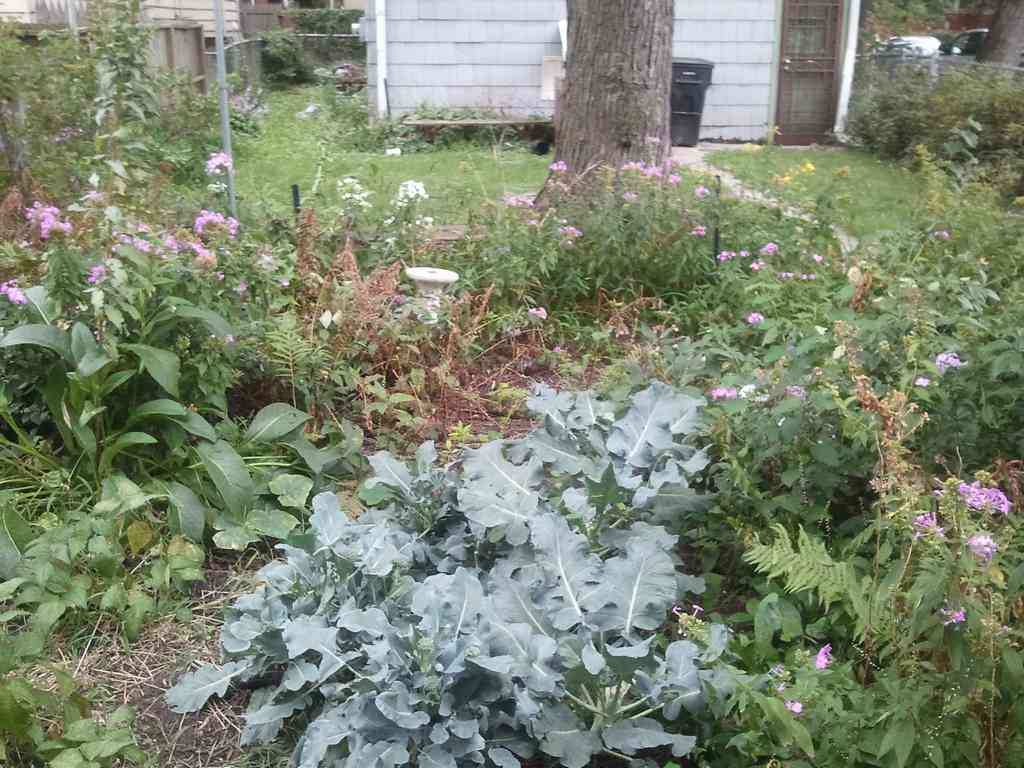 That's broccoli in the foreground.
