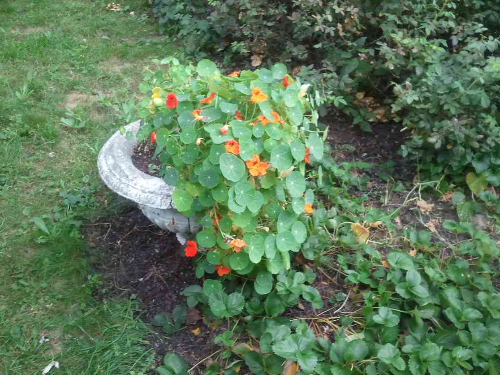 These flowers are edible and have a peppery taste.