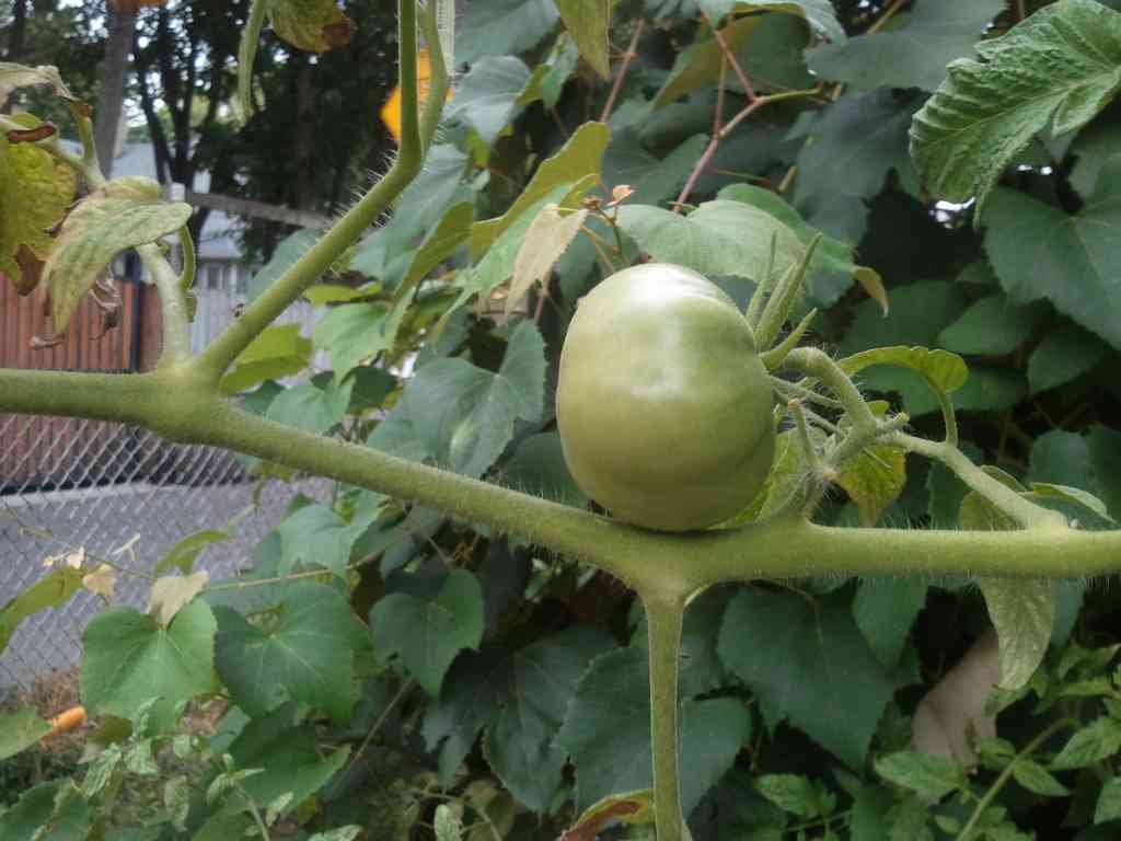 Another picture of the balancing tomato.