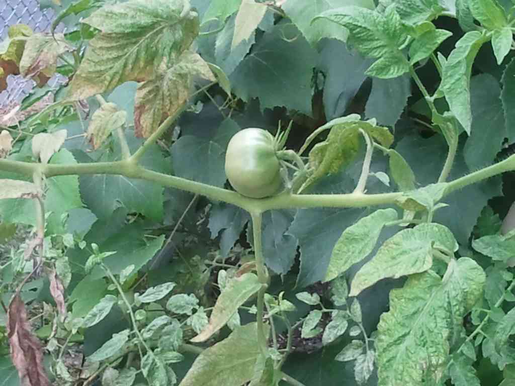 Check out this tomato! It is balanced perfectly on the branch of the tomato plant! Amazing.