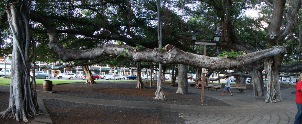 This is a BIG tree!!!!
