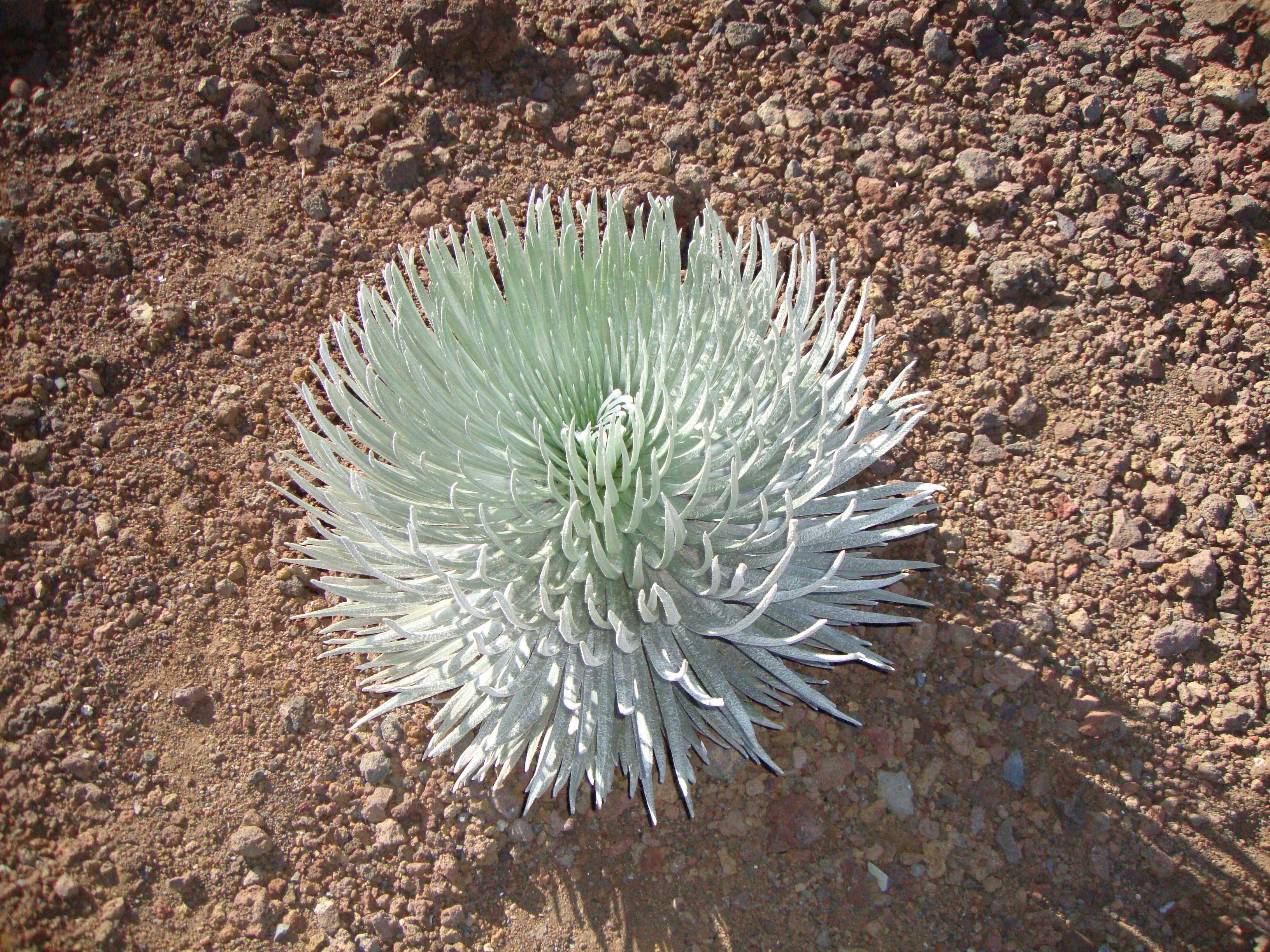 The plant continues to grow for 5 decades without producing a single seed.