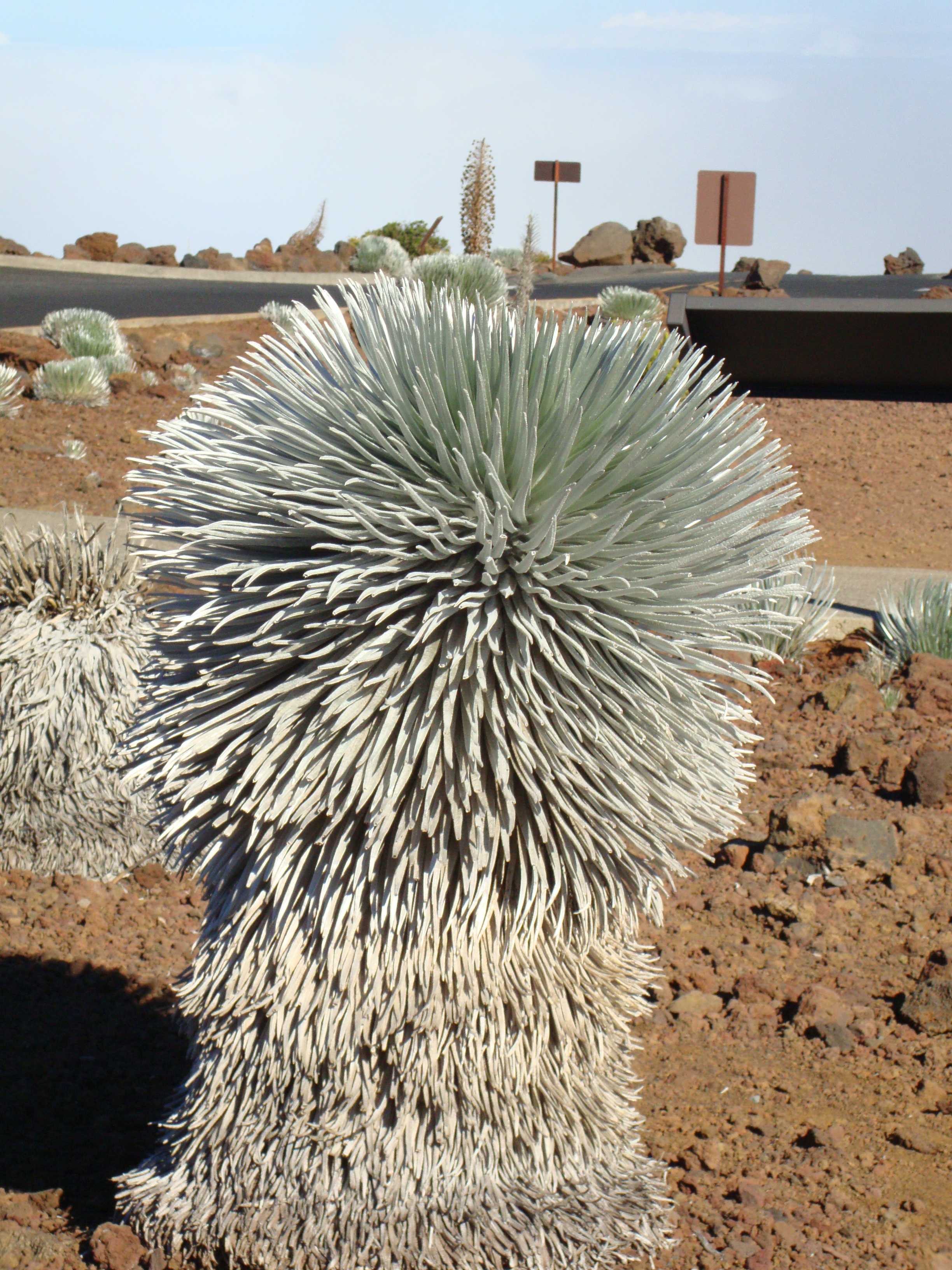 At around 50 years old, the plant begins using all of its stored energy to produce a massive flowering stalk.