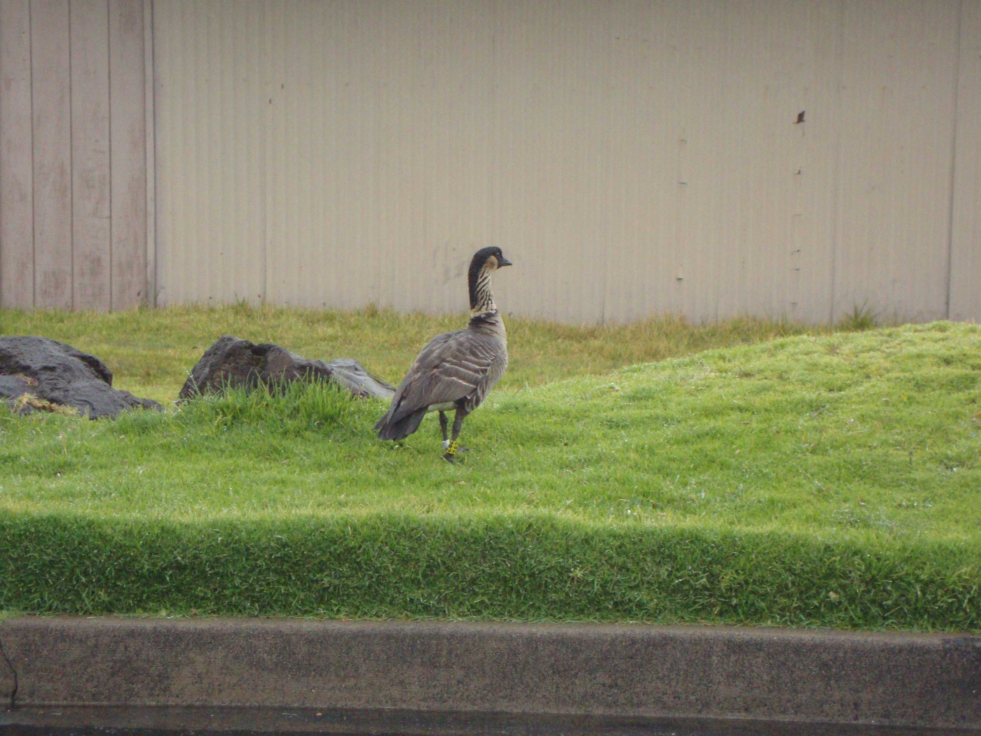 The Nene, also known as the Hawaiian Goose, is a species of goose endemic to the Hawaiian Islands. The official state bird of Hawaii, the Nene is exclusively found in the wild on the islands of Maui, Kauai, and Hawaii.