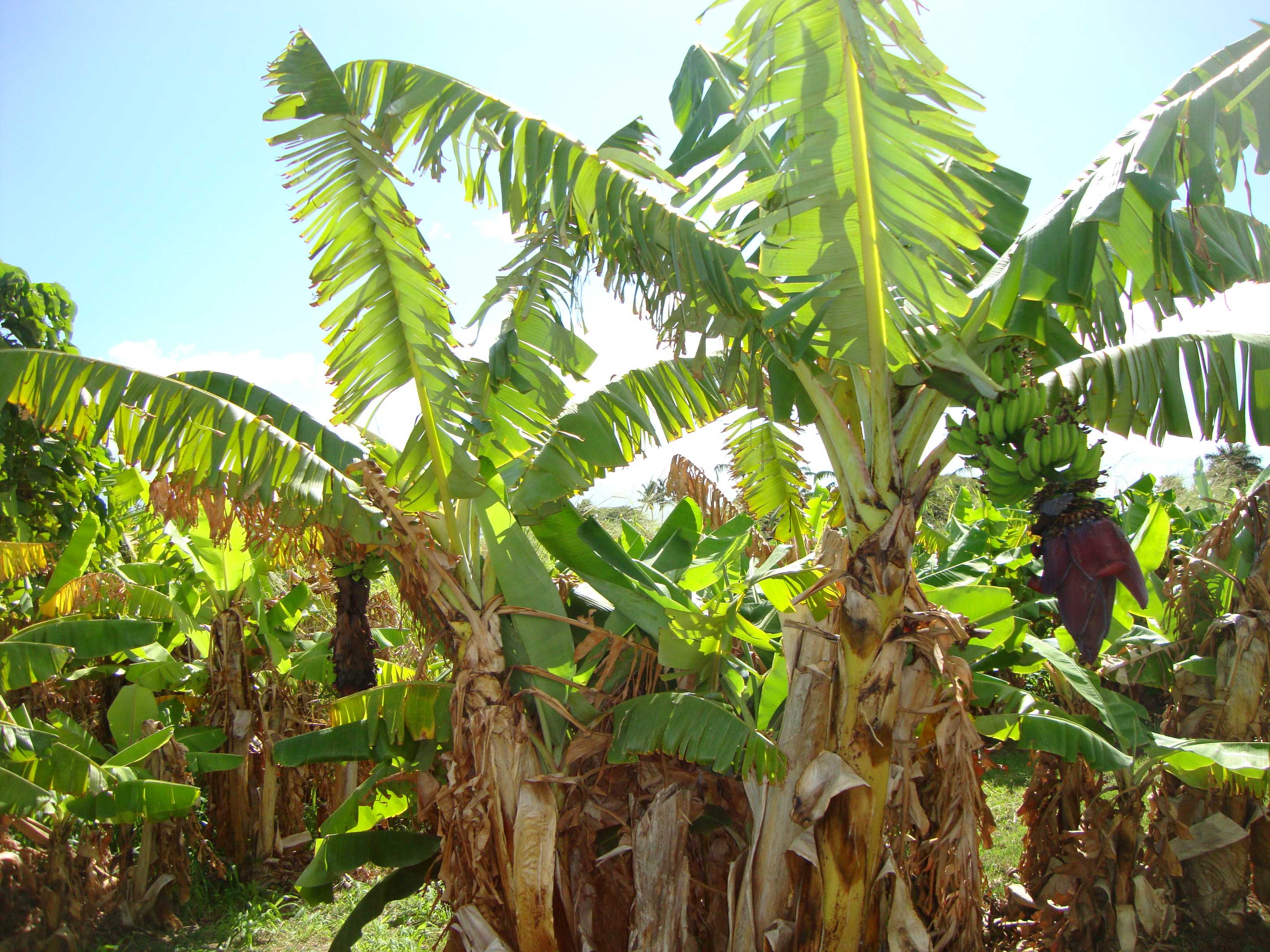 I've seen many banana trees before. There is nothing unusual about this tree.