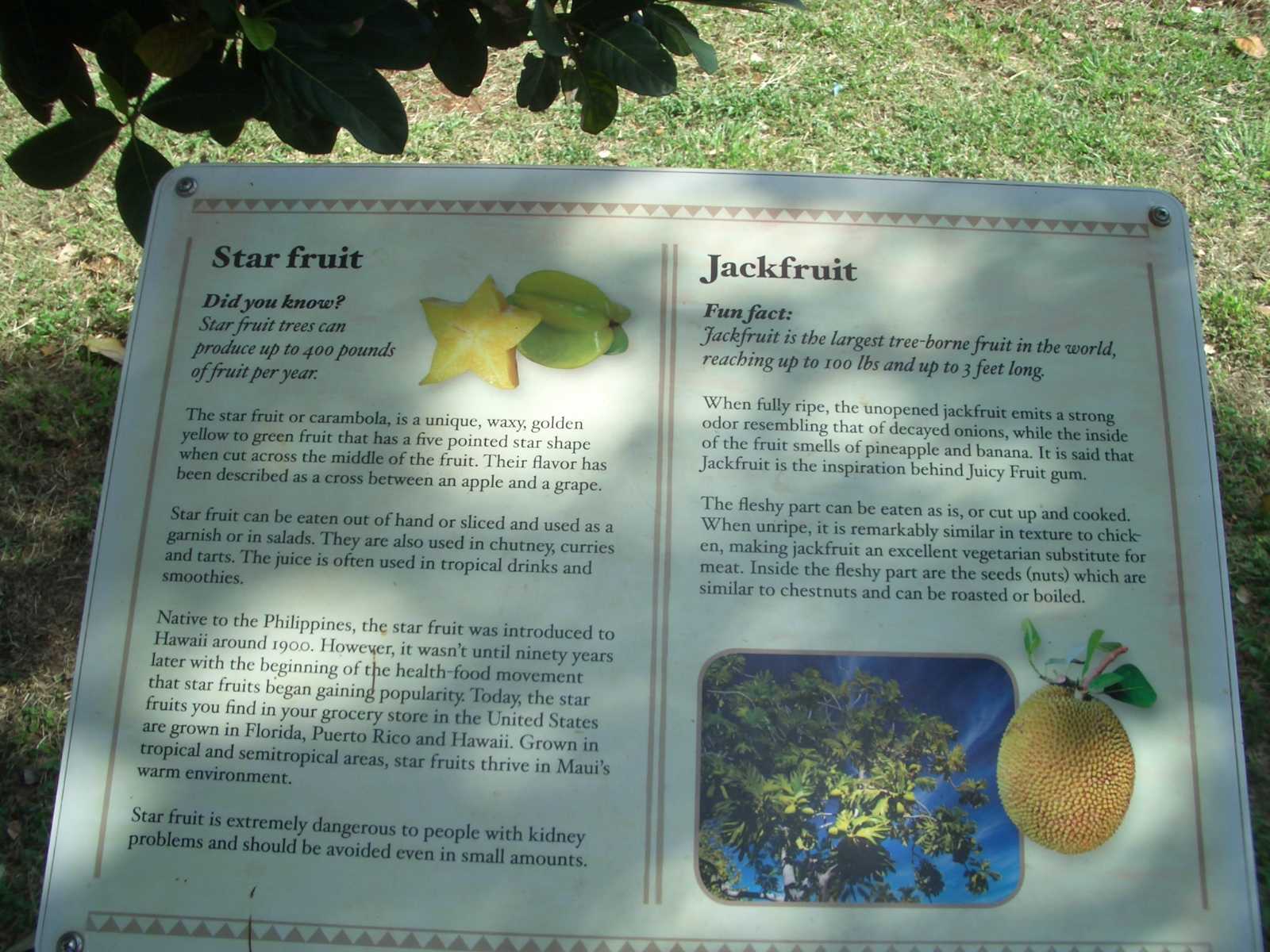 An interesting sign explaining both Star fruit and Jack fruit.
