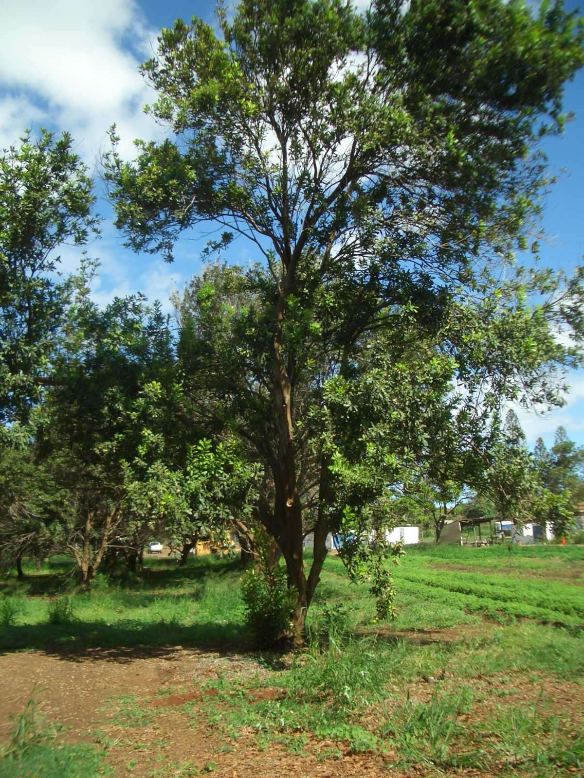 Commercial macadamia nut farms were started in Hawaii in 1882. The macadamia nut is encased in an extremely hard shell requiring about 300 pounds of pressure per square inch to crack! This is why it took so long for the inner nut meat to be discovered as a food source. It wasn't until the mid-1970s that the nut became popular, as the price finally dropped due to the development of machinery that could efficiently crack the shell.
