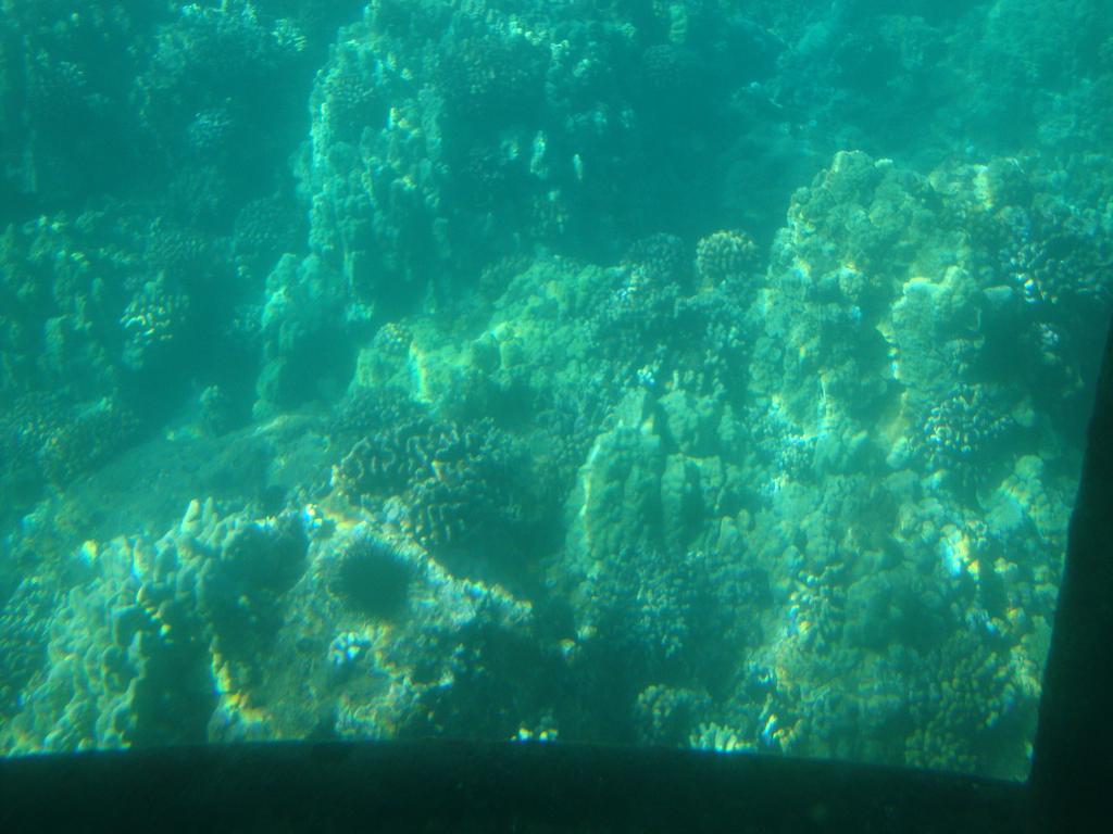 Beautiful coral on the ocean floor.