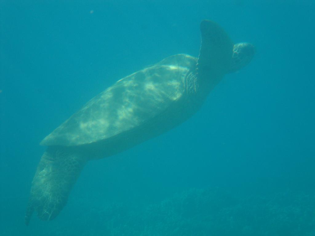 Many sea turtles gracefully passed by the boat!