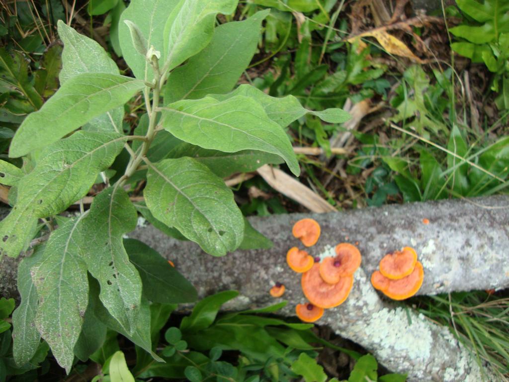 Vibrant, colorful lichen growing on a branch.