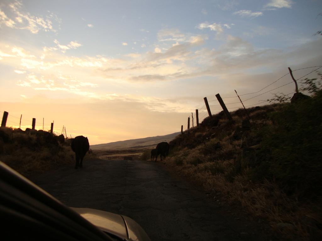 Once we left the National Park, it started to get dark. We tried keeping up with some locals, but they were flying at 50 MPH on this incredibly narrow road! If you look closely, you'll see we were sharing the road with cows. We actually had to stop and wait for some to move, which they were reluctant to do since the air was dropping but the asphalt was still warm!