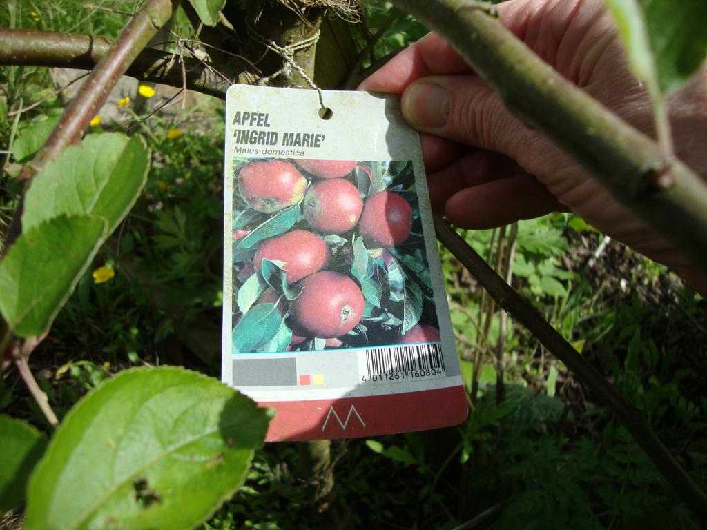 A very interesting species of apple tree.