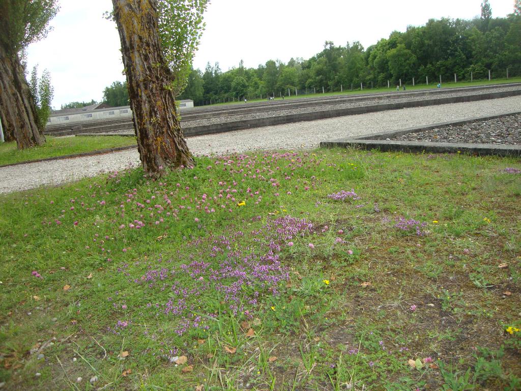The foundations of the prisoner barracks remain. Two were fully rebuilt as part of the museum to give visitors a physical understanding of the horrific conditions.