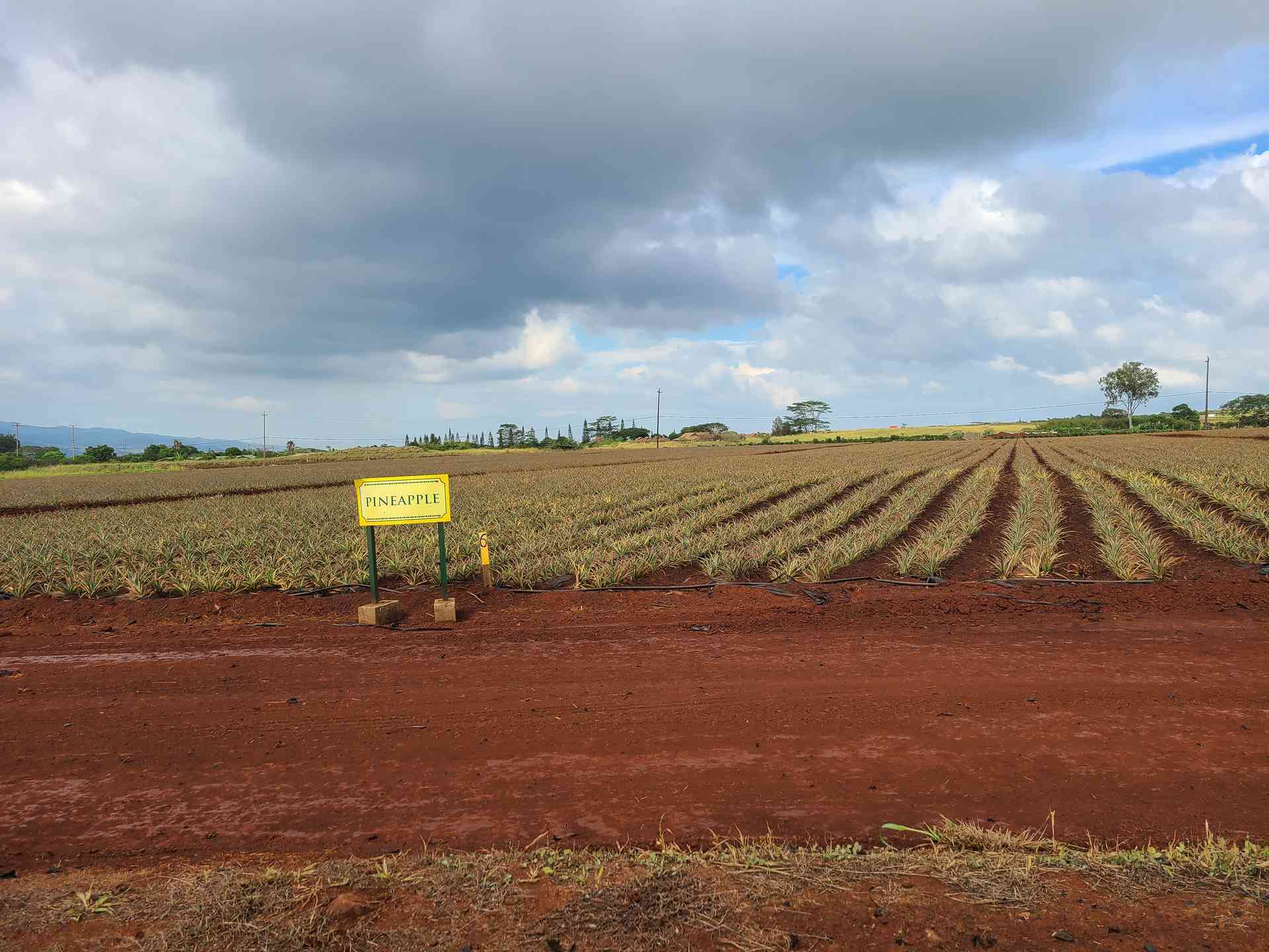 A Pineapple field.