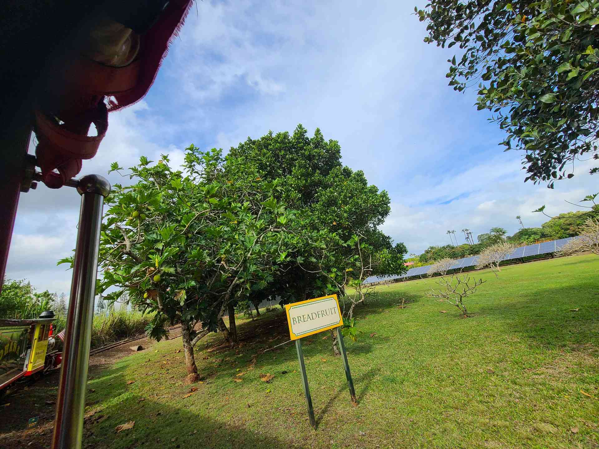 Breadfruit trees.