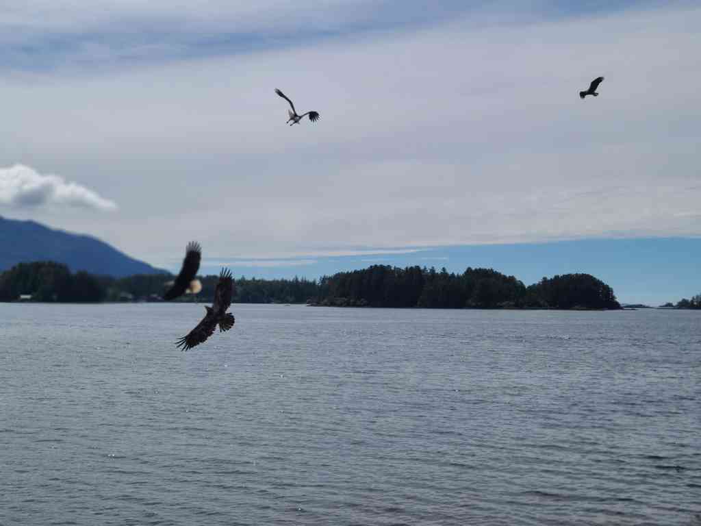 Waiting for the perfect opportunity to steal a fish.